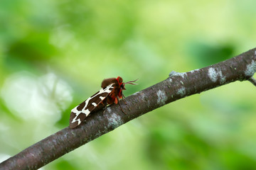 Wall Mural - Garden tiger moth, Arctia caja resting on birch twig