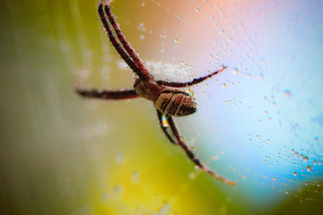 close-up photo of a spider in the web with a blurred background