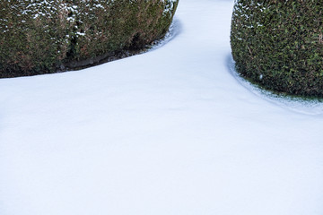 thick yet smooth layer of snow covering the garden besides two bushes