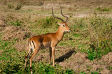 Fototapeta Sawanna - Kenya, Africa, Safari, Sunny day, antelope with beautiful horns in the meadow.