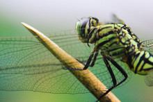 Close-up Photos Of Colorful Dragonflies
