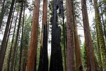 Burnt Sequoia Tree In California National Park Forest