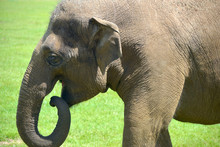 Asian Elephant, Elephas Maximus, Using Its Trunk
