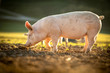 Leinwandbild Motiv Pigs eating on a meadow in an organic meat farm