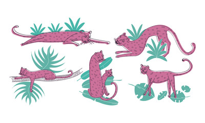 Wall Mural - leopard standing and lying on palm leaves vector set. stylized funny african animal