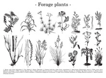 Forage Plants Collection / Vintage Illustration From Brockhaus Konversations-Lexikon 1908