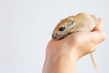 The Beige Mouse Close Up Gerbil Sits On A Hand. Keeping Of Rodents In House Conditions. Pet.Home Zoo. 2020-year Of Rat, Mouse.