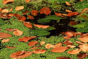 Wall Mural - leaves in the pond