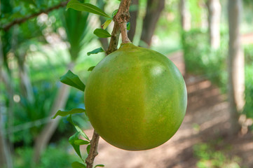 Wall Mural - Close up of fresh green calabash fruit background