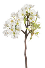 Pear Blossom Isolated