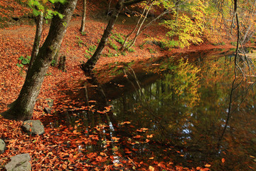 Wall Mural - autumn in the forest