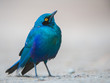 Glossy Starling in South Africa