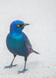 Glossy Starling in South Africa