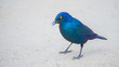 Glossy starling in south Africa