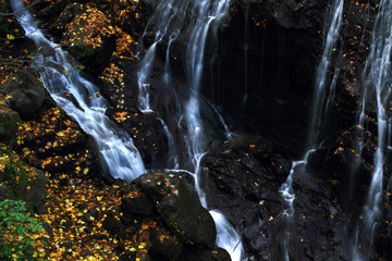 Wall Mural - waterfall in the forest