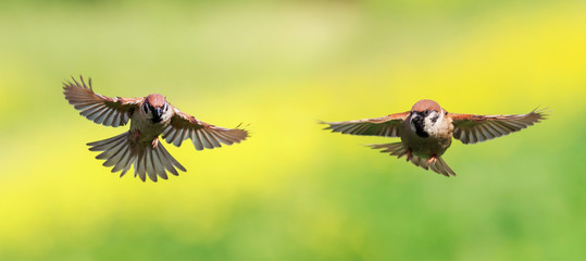 two small Sparrow birds fly wide apart wings in a Sunny garden