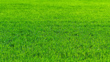 Fototapeta Maki - Regenerative Agriculture, Holistic Management, farming problem concept. Green wheat field background, grasslands