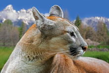 Close Up Portrait Of Cougar / Puma / Mountain Lion