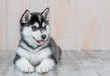 Siberian husky puppy lies on the floor at home. Empty space for text