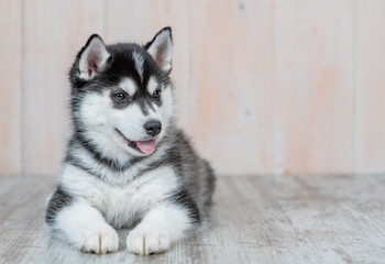 Aufkleber - Siberian husky puppy lies on the floor at home. Empty space for text