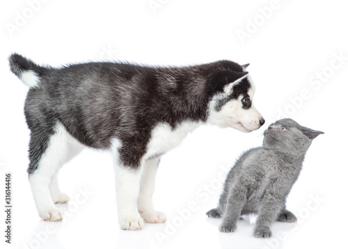 Fotografía Husky puppy snifs scared kitten. isolated on white background