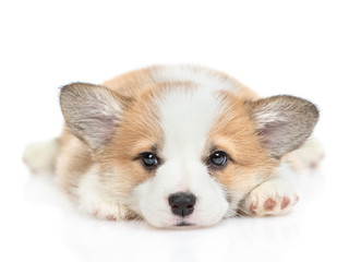Aufkleber - Sad Pembroke Welsh Corgi puppy looks at camera. isolated on white background