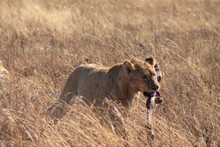 Lioness With Prey In The Wild
