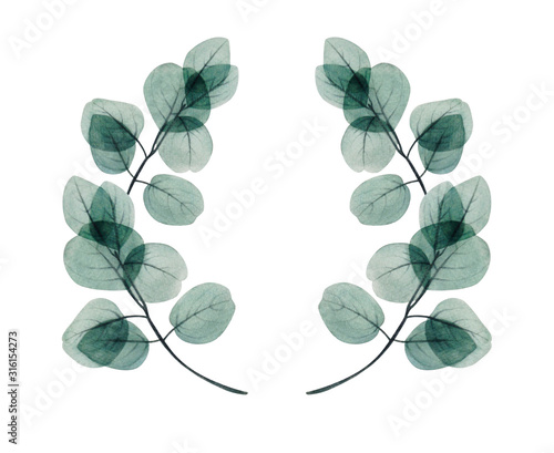 Watercolor eucalyptus leaf  frame. Floristic design elements for floristics. ...