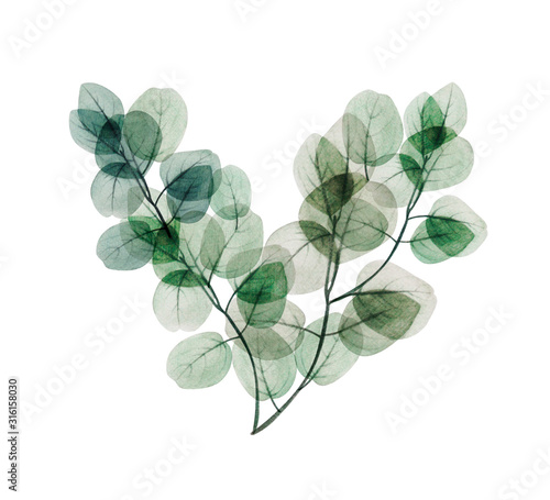 Watercolor eucalyptus leaf heart. Floristic design elements for floristics. H...