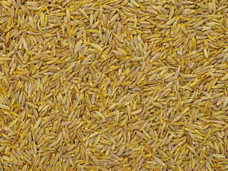 cumin seeds texture, full frame background. second most popular spice in the world after black peppe