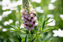 Close Up Bee Pollinating Lupin Flower