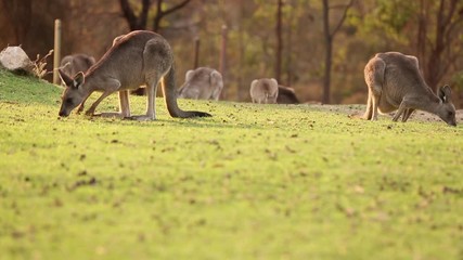 Wall Mural - Wild Eastern Grey Kangaroos grazing in nearby bushland in Canberra, Australia