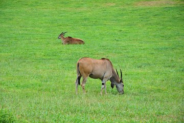 Wall Mural - antelopes grazing in the meadow