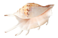 Sea Shell Isolated On A White Background