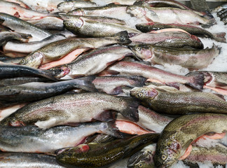 Sticker - Frozen trout fish in the store as background