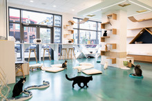 Cats Playing And Relaxing In Cat Cafe