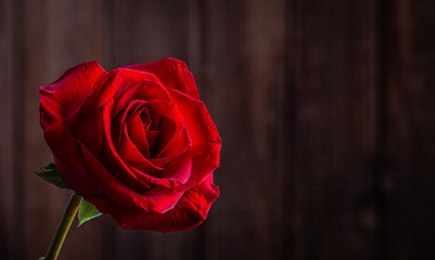 Red Rose Against Wooden Background