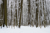 Fototapeta Las - bottom view of snow-covered trees in the forest