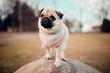 © Dmitri - New born female pug dog outdoor. Portrait of beautiful female puppy pug dog.