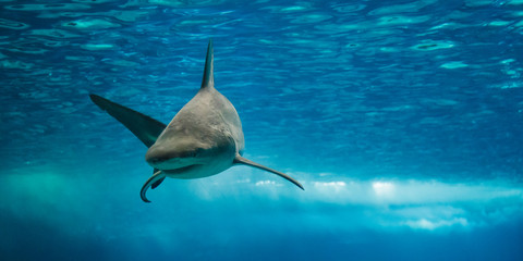 Wall Mural - Shark swimming in the giant aquarium of the Lisbon Oceanarium