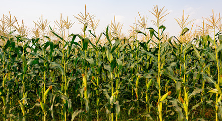 Wall Mural - Corn or miaze field garden agriculture in countryside