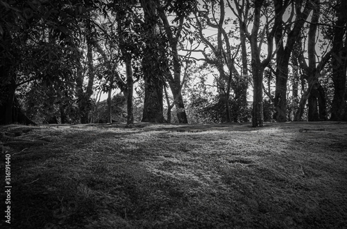 Black and White forest, Kinkakuji, Kyoto Japan Poster Mural XXL