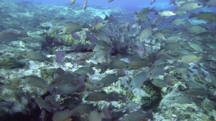 Wall Mural - Mangrove Snappers (lutjanus griseus) school near underground fresh water vents to stay warm in winter.