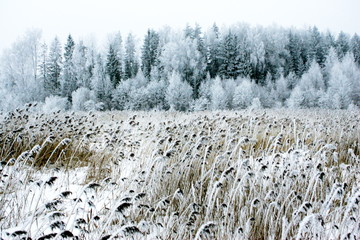 Wall Mural - Winter landscape with snowy frost on a very high winter day