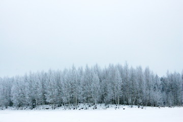 Wall Mural - Winter landscape with snowy frost on a very high winter day