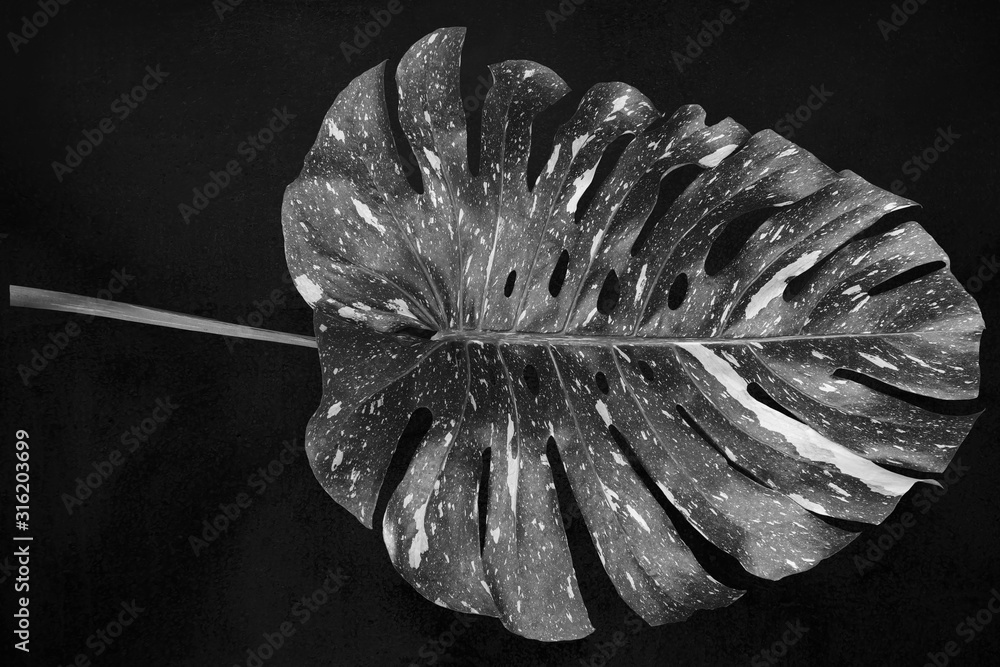 Photo Stock Pattern Monstera deliciosa leaf or Swiss cheese plant in black  and white with shiny leaves, isolated on white background, with clipping  path | Adobe Stock