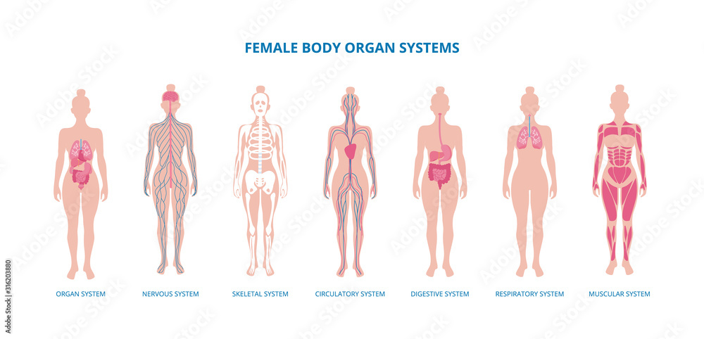 Normal Female Body Visual Female body biological infographic set flat vector illustration ...