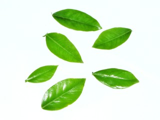 green leaves on white background