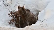 One Year Old Brown Bear Cub (Ursus Arctos Arctos) Emerging From Den After Hibernating In The Snow In Winter