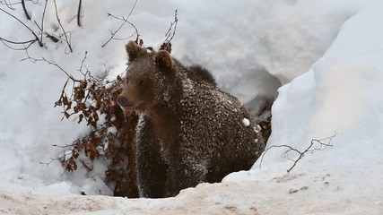 one year old brown bear cub (ursus arctos arctos) emerging from den after hibernating in the snow in